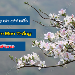 sim ban trang cua mobifone